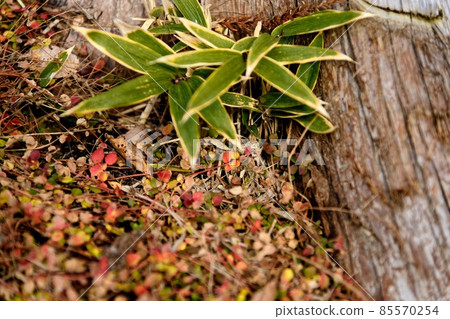 冬季準備-1 85570254