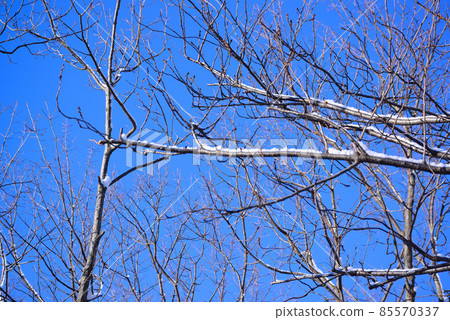 冬天的藍天和白雪覆蓋的樹梢 85570337