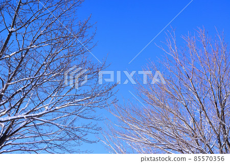 Winter blue sky and snow-covered treetops Winter blue sky and snow-covered treetops 85570356
