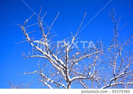 冬天的藍天和白雪覆蓋的樹梢 85570360
