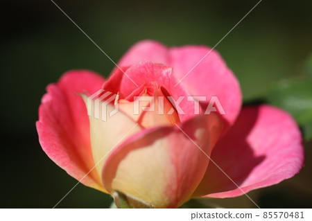 Pink round lovely roses Pink round lovely roses 85570481