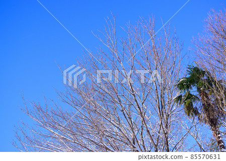 冬天的藍天和白雪覆蓋的樹梢 85570631