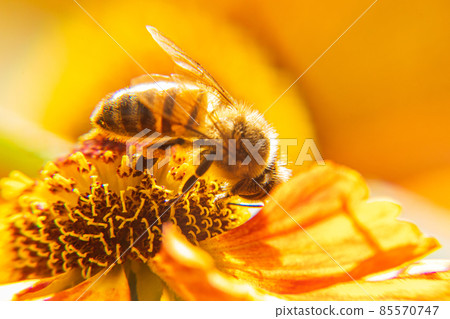 Honey bee covered with yellow pollen drink nectar, pollinating flower. Inspirational natural floral spring or summer blooming garden background. Life of insects. Extreme macro close up selective focus 85570747