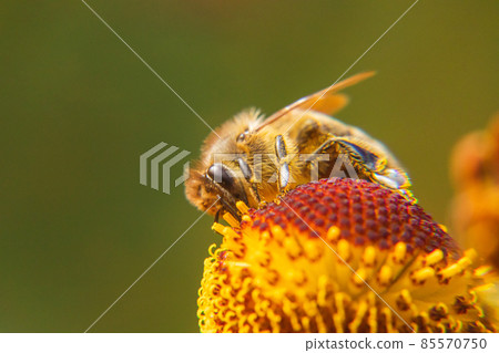 Honey bee covered with yellow pollen drink nectar, pollinating flower. Inspirational natural floral spring or summer blooming garden background. Life of insects. Extreme macro close up selective focus 85570750