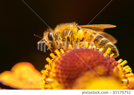 Honey bee covered with yellow pollen drink nectar, pollinating flower. Inspirational natural floral spring or summer blooming garden background. Life of insects. Extreme macro close up selective focus 85570752