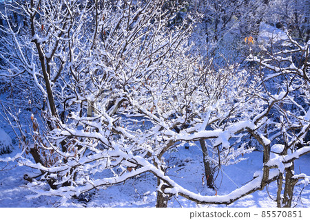 下雪的早晨場景 85570851