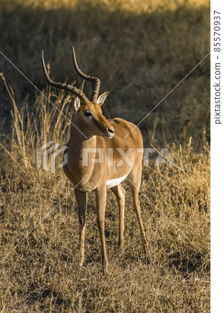 Impala , South Africa.Kruger National Park 85570937