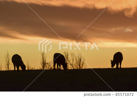 Cows fed grass, in countryside, Pampas, Patagonia,Argentina Cows fed grass, in countryside, Pampas, Patagonia,Argentina 85571072