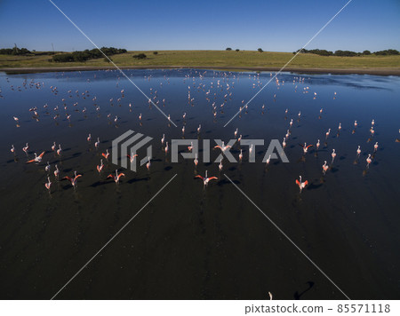 Flamingos in Patagonia, Aerial view,Argentina Flamingos in Patagonia, Aerial view,Argentina 85571118