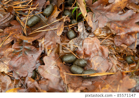 Deer droppings on the ground in the forest 85571147