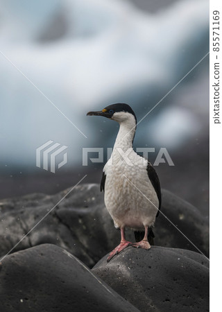 Imperial Cormorant, breeding colony, Paulet Island, Antarica 85571169