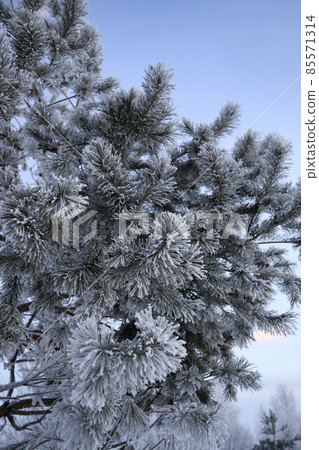 Beautiful pine branches covered with frost in winter Beautiful pine branches covered with frost in winter 85571314