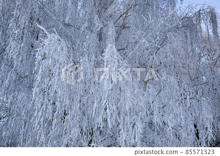 Beautiful branches of birch trees covered with snow and hoarfrost Beautiful branches of birch trees covered with snow and hoarfrost 85571323