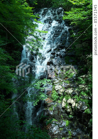 The flow of Nuno Falls in midsummer and Aoba 6 Aba, Tsuyama City, Okayama Prefecture 85571345