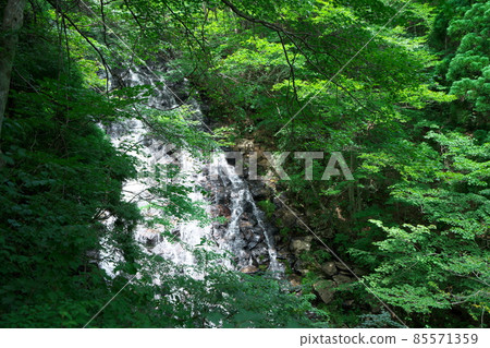 The flow of Nuno Falls in midsummer and Aoba 7 Aba, Tsuyama City, Okayama Prefecture 85571359