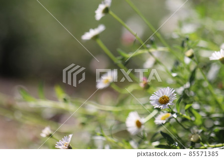 盛開的西班牙雛菊 85571385