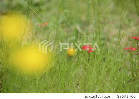 Wild flowers in spring, Patagonia, Argentina 85571466