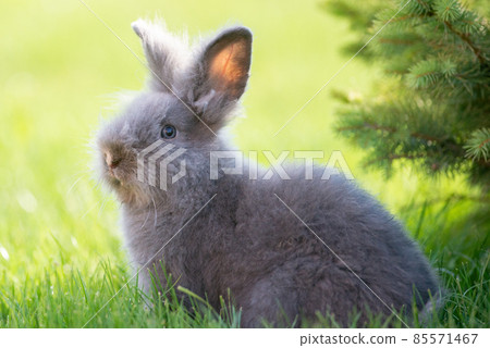 Cute grey fluffy rabbit sitting on grass backyard. Cute grey fluffy rabbit sitting on grass backyard. 85571467