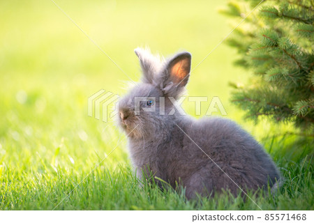 Cute grey fluffy rabbit sitting on grass backyard. 85571468