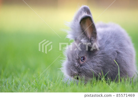 Cute grey fluffy rabbit sitting on grass backyard. 85571469