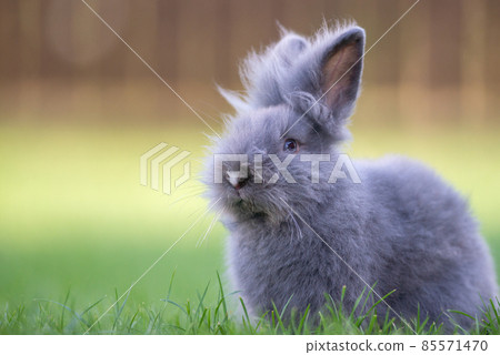 Cute grey fluffy rabbit sitting on grass backyard. Cute grey fluffy rabbit sitting on grass backyard. 85571470