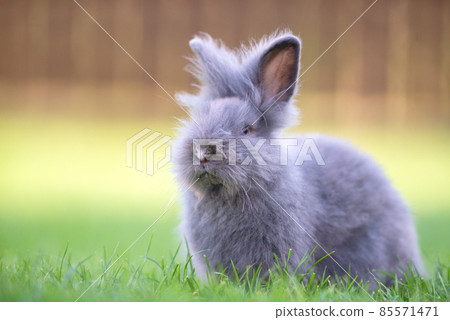 Cute grey fluffy rabbit sitting on grass backyard. Cute grey fluffy rabbit sitting on grass backyard. 85571471