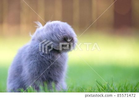 Cute grey fluffy rabbit sitting on grass backyard. Cute grey fluffy rabbit sitting on grass backyard. 85571472