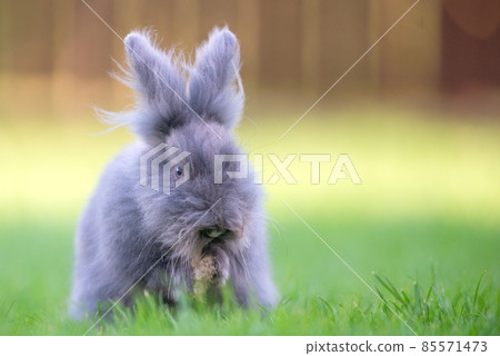 Cute grey fluffy rabbit sitting on grass backyard. 85571473