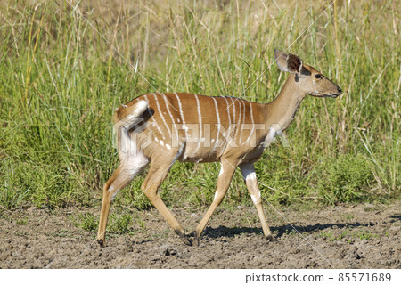 Nyala in African savanna environment, South Africa 85571689
