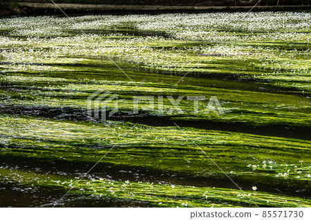 Flowering plant of the river water-crowfoot, Ranunculus fluitans at Leutstetten, Bavaria in Germany 85571730