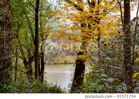 Autumnal atmosphere in the forest along the River Isar in Ismaning, Munich, Bavaria in Germany Autumnal atmosphere in the forest along the River Isar in Ismaning, Munich, Bavaria in Germany 85571734