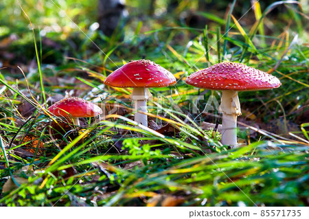 The toxic mushroom Amanita muscaria at Kendlmuehlfilz near Grassau, an upland moor in Bavaria, Germany The toxic mushroom Amanita muscaria at Kendlmuehlfilz near Grassau, an upland moor in Bavaria, Germany 85571735
