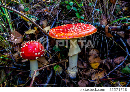 The toxic mushroom Amanita muscaria at Kendlmuehlfilz near Grassau, an upland moor in Bavaria, Germany The toxic mushroom Amanita muscaria at Kendlmuehlfilz near Grassau, an upland moor in Bavaria, Germany 85571738