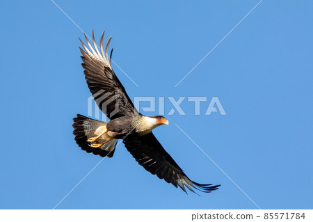 Crested caracara, Caracara plancus, Guanacaste Costa Rica 85571784