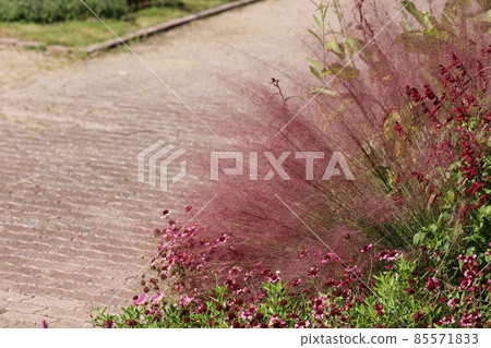 Fluffy Pink Mullenbergia Capillaris Fluffy Pink Mullenbergia Capillaris 85571833