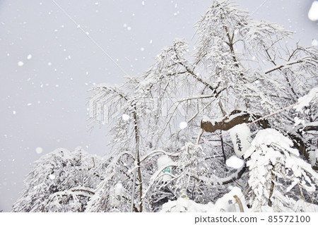 東京增上寺的垂枝櫻花樹上飄落著牡丹雪 東京增上寺的垂枝櫻花樹上飄落著牡丹雪 85572100