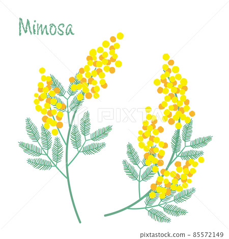 Simple mimosa (acacia) flower illustration - Stock Illustration