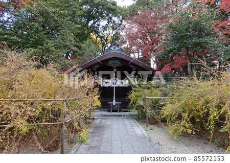 Scenery of the main shrine and autumn leaves of Nashinoki Shrine near Kyoto Gyoen in Kamigyo Ward, Kyoto City Scenery of the main shrine and autumn leaves of Nashinoki Shrine near Kyoto Gyoen in Kamigyo Ward, Kyoto City 85572153