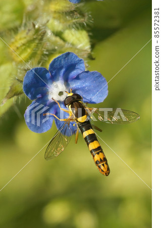 Closeup on a Long hoverfly, Sphaerophoria scripta sipping nectar from the blue flowers of Pentaglottis sempervirens Closeup on a Long hoverfly, Sphaerophoria scripta sipping nectar from the blue flowers of Pentaglottis sempervirens 85572381