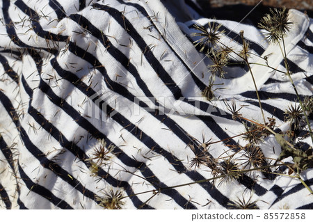 雜草仙丹衣服滿草籽 雜草仙丹衣服滿草籽 85572858