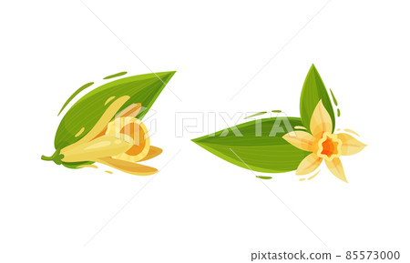 Yellow Vanilla or Vanilla Orchid Flower with Green Leaf Vector Set Yellow Vanilla or Vanilla Orchid Flower with Green Leaf Vector Set 85573000