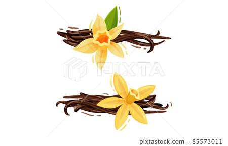 Yellow Vanilla or Vanilla Orchid Flower with Dried Pods Vector Set Yellow Vanilla or Vanilla Orchid Flower with Dried Pods Vector Set 85573011