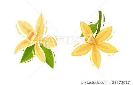 Yellow Vanilla or Vanilla Orchid Flower with Green Leaf Vector Set Yellow Vanilla or Vanilla Orchid Flower with Green Leaf Vector Set 85573017