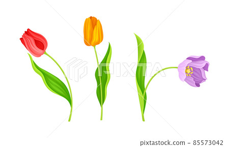 Red and Yellow Blooming Tulips Flowers with Large and Showy Bud on Green Stem Vector Set 85573042