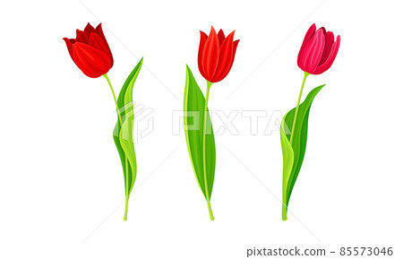 Red Blooming Tulips Flowers with Large and Showy Bud on Green Stem Vector Set Red Blooming Tulips Flowers with Large and Showy Bud on Green Stem Vector Set 85573046