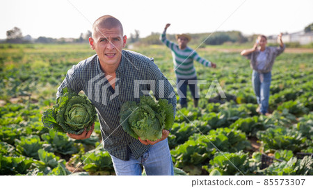 Man stealing savoy cabbage on farm field Man stealing savoy cabbage on farm field 85573307
