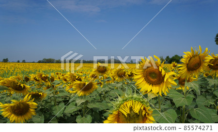 Beautiful sunflower field on a sunny day 85574271