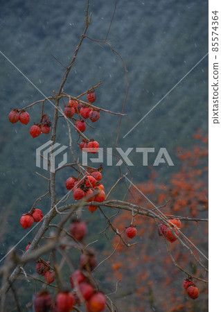 Katsuragi Town, Katsuragi Town, Wakayama Prefecture, Katsuragi Town, Wakayama Prefecture 85574364