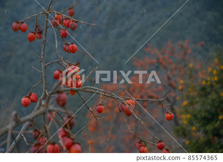 Katsuragi Town, Katsuragi Town, Wakayama Prefecture, Katsuragi Town, Wakayama Prefecture 85574365