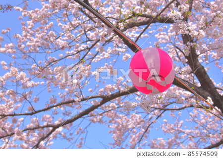 Flower view Flower view 85574509